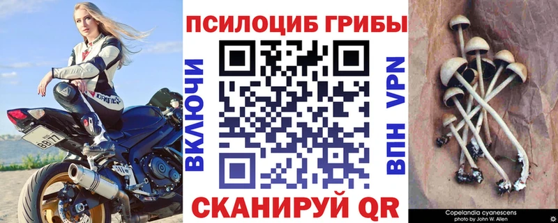 Псилоцибиновые грибы Psilocybine cubensis Батайск